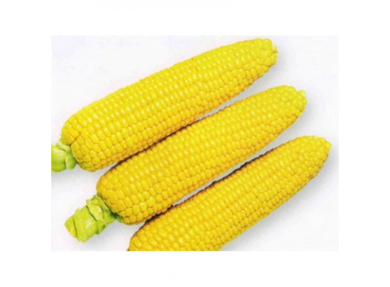 Семена кукурузы сахарной 1010 F1 (72 дней), кочан 25 см (2 500 нас.) Lark Seeds Семена кукурузы сахарной 1010 F1 (72 дней), кочан 25 см (2 500 нас.) Lark Seeds